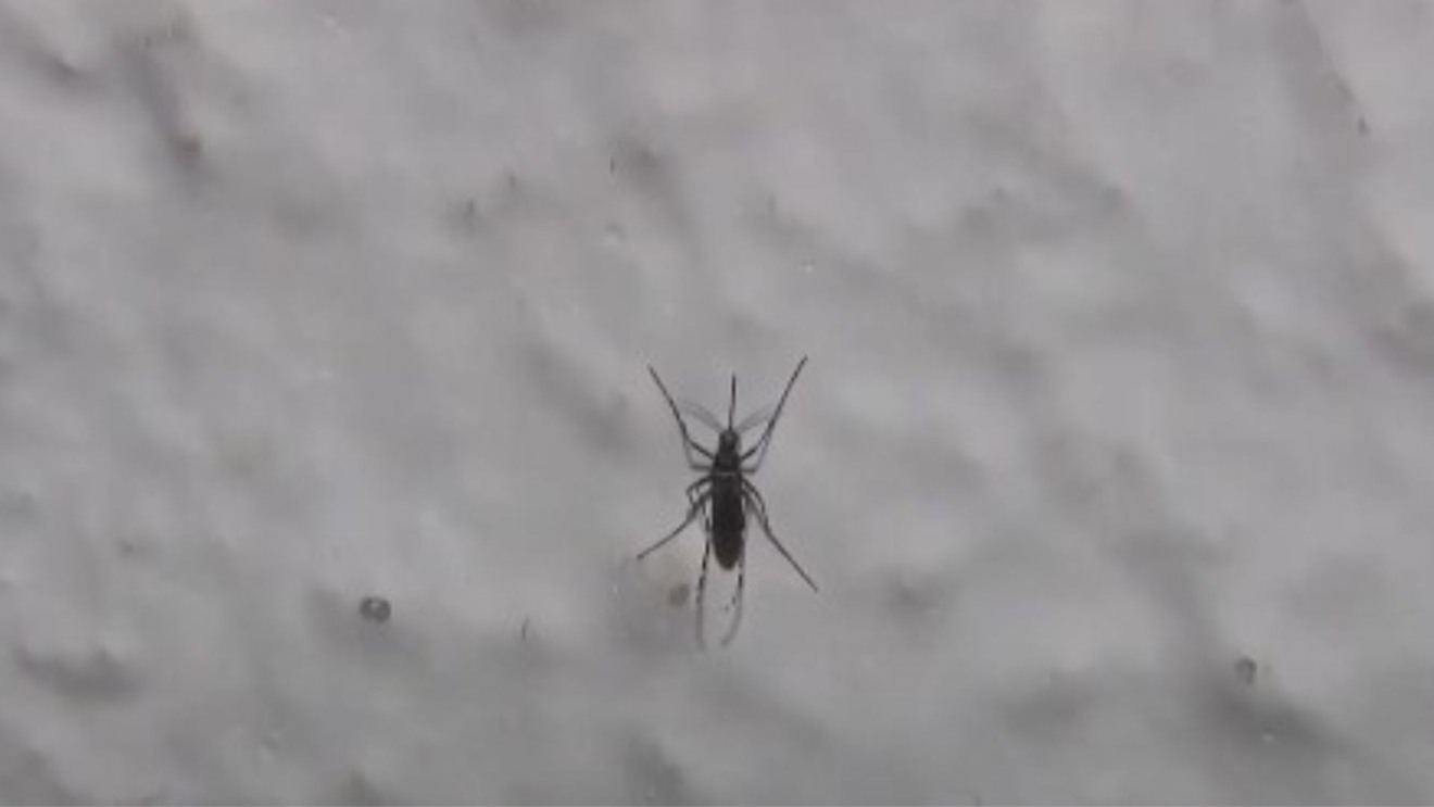 Os dados mais recentes, referentes à 33ª semana epidemiológica (agosto), revelam que algumas áreas já aparecem em vermelho, com alta infestação, enquanto outras permanecem em azul. Foto: Divulgação.