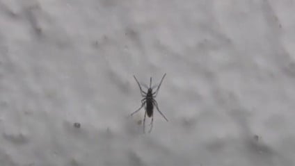 Mapa de calor indica áreas de risco do Aedes Aegypti em Três Lagoas