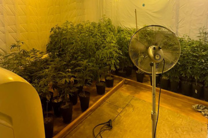 Foram encontrados mais de 60 pés da droga em diferentes estágios de crescimento - Foto/Arquivo