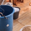 Serpente foi presa em um balde - Foto: Reprodução/ PMA