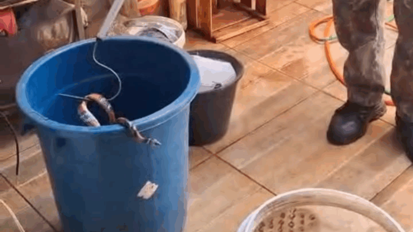 Serpente foi presa em um balde - Foto: Reprodução/ PMA