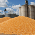 Silos de armazenagem de milho no Centro-Oeste com grãos a granel.