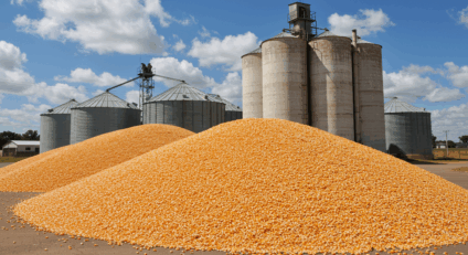 Silos de armazenagem de milho no Centro-Oeste com grãos a granel.