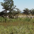 MS tem 1 milhão de hectares de florestas plantadas - Reprodução/Agência de Notícias MS