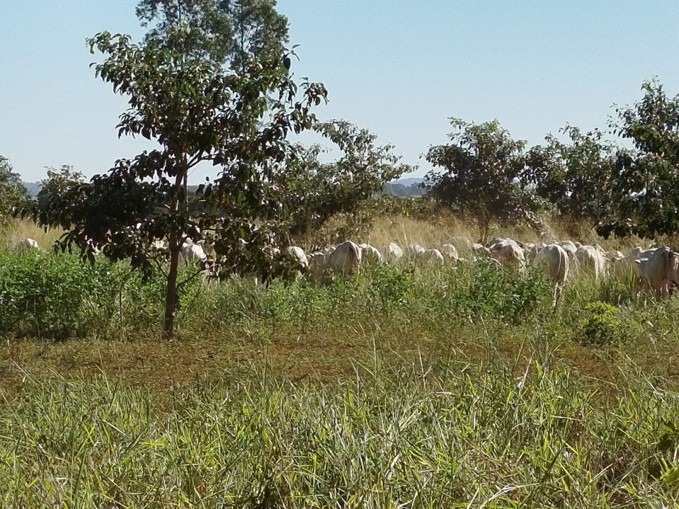 MS tem 1 milhão de hectares de florestas plantadas - Reprodução/Agência de Notícias MS