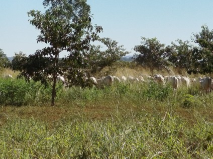 MS tem 1 milhão de hectares de florestas plantadas - Reprodução/Agência de Notícias MS
