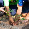 Semana da Árvore inicia com plantio de mudas e ações educativas