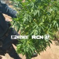 Polícia Militar prende traficante com diversos tabletes de maconha e apreende muda da mesma espécie