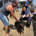 Em torno de 100 animais foram vacinados contra a raiva durante o Prefeitura no Bairro (Foto: DICOM)