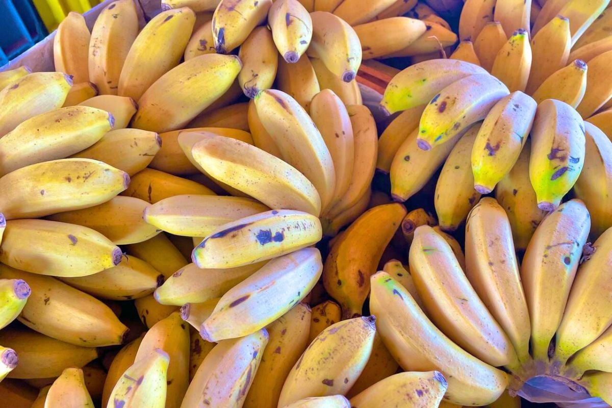Banana-maça é a segunda mais vendida na Ceasa/ms - Foto: Reprodução/Ceasa MS