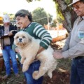 A imunização é destinada a cães e gatos a partir de 3 meses. (Foto: A. Frota)