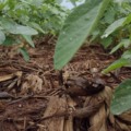 Projeções indicam aumento de área plantada e produção - Foto:: Arquivo/Aprosoja-MS