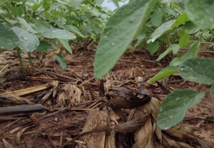 Projeções indicam aumento de área plantada e produção - Foto:: Arquivo/Aprosoja-MS