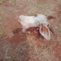 Produtor rural denuncia abate clandestino de gado em sua fazenda