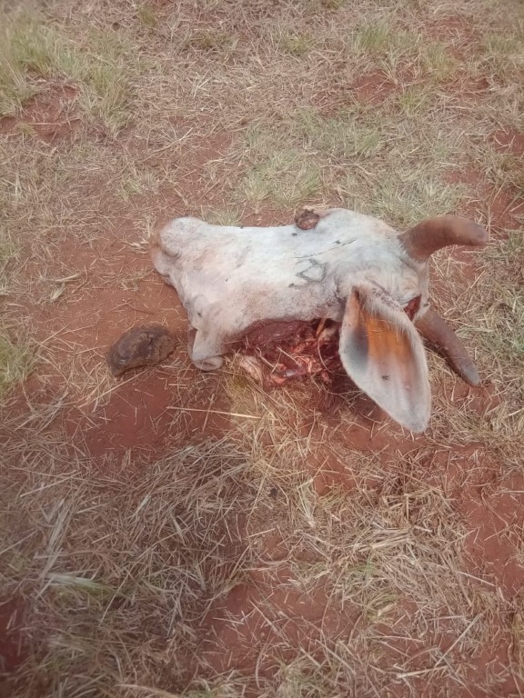 Produtor rural denuncia abate clandestino de gado em sua fazenda