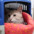 Pesquisa do Procon de Três Lagoas compara preços de produtos para pets