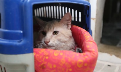 Pesquisa do Procon de Três Lagoas compara preços de produtos para pets