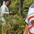 Casos de chikungunya somam 73 e geram preocupação em Três Lagoas