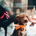 A maioria dos animais já está castrada - Foto: Divulgação