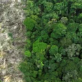 Amazônia perdeu 52 milhões de hectares de vegetação nativa entre 1985 e 2024 - Foto: Reuters/Ueslei Marcelino