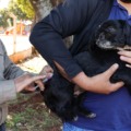 A recomendação é que os animais, a partir dos três meses de idade, tomem a dose da vacina anualmente. (Foto: A. Frota)