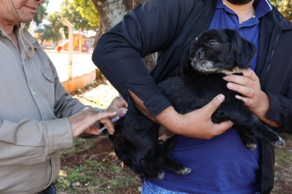 A recomendação é que os animais, a partir dos três meses de idade, tomem a dose da vacina anualmente. (Foto: A. Frota)