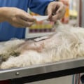 Vacinação e castração animal seguem sendo realizadas e agendadas em Paranaíba - Foto/Arquivo