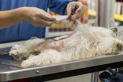 Vacinação e castração animal seguem sendo realizadas e agendadas em Paranaíba - Foto/Arquivo