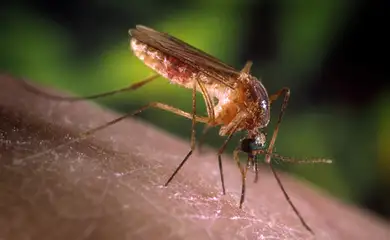 Três Lagoas esclarece sobre aumento de pernilongos e orienta população sobre medidas preventivas