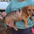 A ação acontece das 9h às 16h e as equipes irão vacinar os cães e gatos, no interior do veículo dos tutores. (Foto: A Frota)