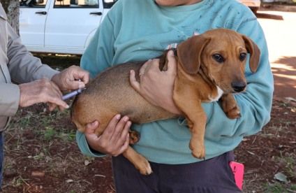 A ação acontece das 9h às 16h e as equipes irão vacinar os cães e gatos, no interior do veículo dos tutores. (Foto: A Frota)