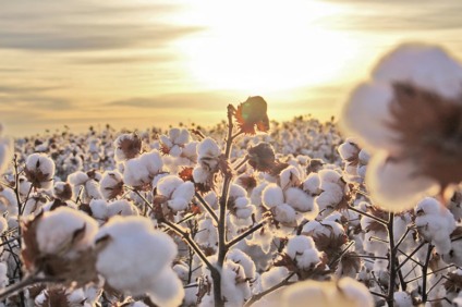 Lavouras da Região I de MS estão no período de vazio sanitário - Foto: Reprodução/ Notícias Agrícolas