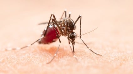 Mosquito é responsável pela transmissão da dengue, da zika e da chikungunya (Foto: Reprodução/ Freepik)