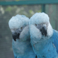 Casal de ararinha-azul que retornou à natureza -  Foto: Reprodução/ Agência Brasil