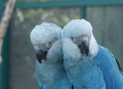 Casal de ararinha-azul que retornou à natureza -  Foto: Reprodução/ Agência Brasil