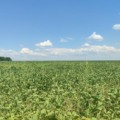 Lavoura de soja pode ser uma das mais impactadas (Foto: Reprodução/ Aprosoja-MS)