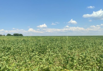 Lavoura de soja pode ser uma das mais impactadas (Foto: Reprodução/ Aprosoja-MS)