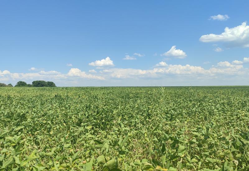 Lavoura de soja pode ser uma das mais impactadas (Foto: Reprodução/ Aprosoja-MS)