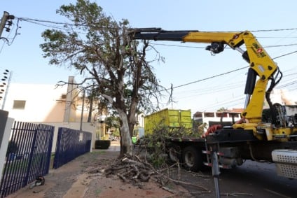 Nesta primeira fase foram identificadas 392 árvores condenadas e 102 tocos que precisam ser removidos. (Fotos: A. Frota)