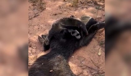 Filhote tem aproximadamente 2 meses de vida (Foto: Reprodução/ Redes Sociais)