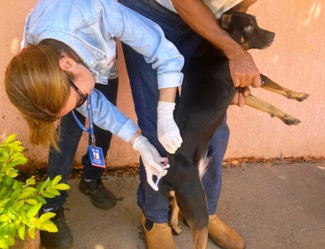 Serão 30 postos de vacinação espalhados por toda a cidade, oferecendo gratuitamente a vacina para animais a partir de três meses de idade. Foto: Divulgação/Assessoria.