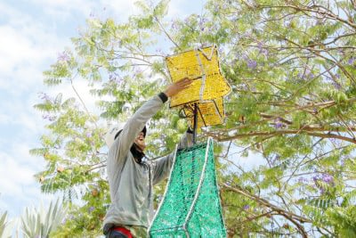 Decoração Natalina de Três Lagoas terá árvores flutuantes e 22 pontos iluminados Decoração Natalina de Três Lagoas terá árvores flutuantes e 22 pontos iluminados
