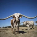 Texas Longhorns é a raça bovina do maior chifre do mundo - Foto: Reprodução/ Compre Rural