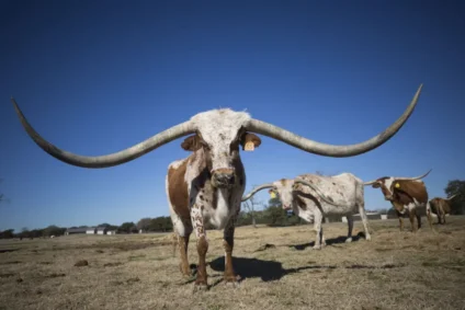 Texas Longhorns é a raça bovina do maior chifre do mundo - Foto: Reprodução/ Compre Rural