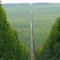 Plantação de eucalipto em Mato Grosso do Sul - Foto: Divulgação