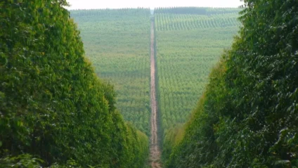 Plantação de eucalipto em Mato Grosso do Sul - Foto: Divulgação