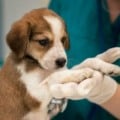 Projeto reduzi o número de animais em situação de rua e de zoonoses - Foto: Divulgação/Setesc