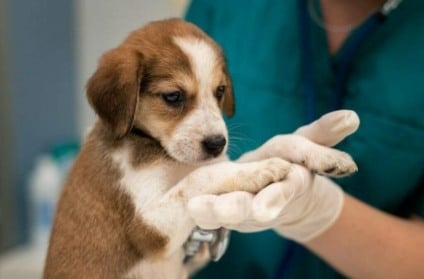 Projeto reduzi o número de animais em situação de rua e de zoonoses - Foto: Divulgação/Setesc