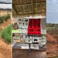 Comunidade Indígena Ofaié diversifica produção gerando renda e fortalecendo a cultura