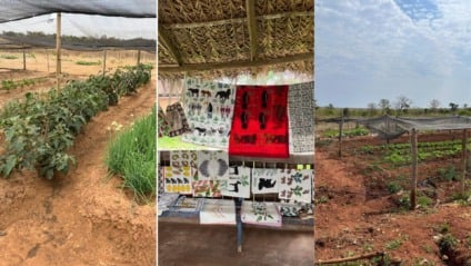 Comunidade Indígena Ofaié diversifica produção gerando renda e fortalecendo a cultura